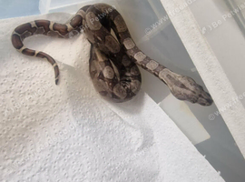 Boas and ball pythons