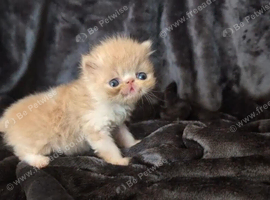 Beautiful Persian kittens