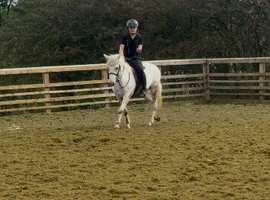 Stunning young pony