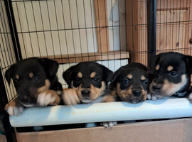 Beautiful kelpie x collie pups