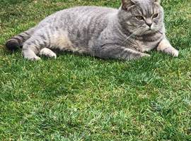 British Shorthair Girl