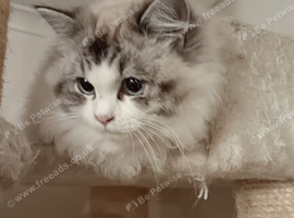 Gorgeous ragdoll female intact
