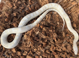 2 year old male snow corn snake