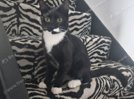 Rehome my cat to a loving home