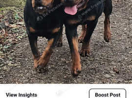 Dog Handler Diane