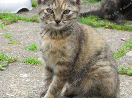 Female kitten for sale