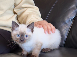 10-Weeks Old Male Ragdoll x Siamese Kitten Comes With The Whole Package
