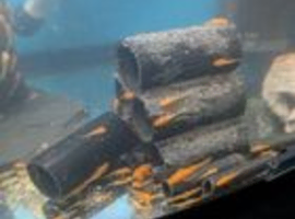 Super red bn plecos