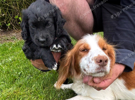 Cocker Spaniel Puppy for sale