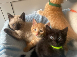 5 beautifull kittens!! Ready Now !
