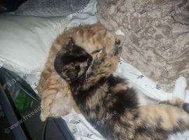 Mum and son for rehoming