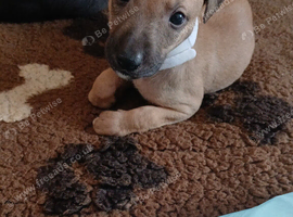 whippet / greyhound whippet saluki