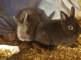 Netherland darf babies from my show lines