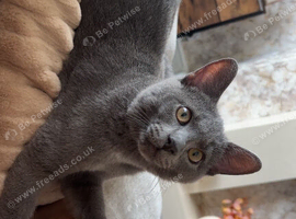 8 month of boy kitten