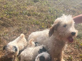 Sealyham puppies for sale