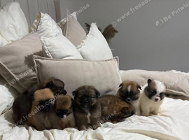 Beautiful Pomeranian puppies ready to go