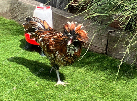 Polish rooster