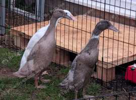 Runner Ducks Females