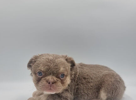 Kc reg Fluffy french bulldog puppies