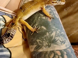 Leopard gecko