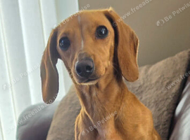 Cream Miniature dachshund bitch kc reg re advertised due to timewaster