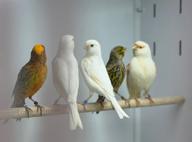Canaries