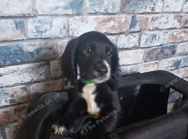 Cocker spaniel 2 black boys ready to leave