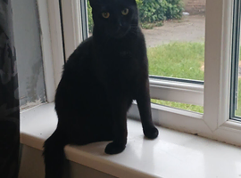 Male Cat Called Gizmo