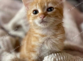 Ginger kitten