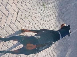 Female doberman