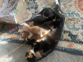 2 Beautiful Kittens needing a home &pound;30 ready to go