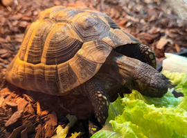 Tortoise (Hermann)