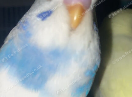 15 weeks old Budgerigar