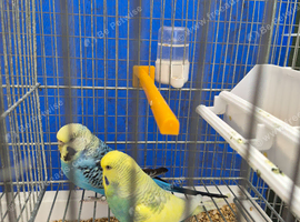 Breeding pairs