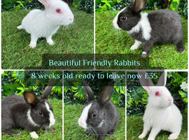 Dutch rabbit babies 8 weeks old