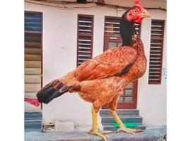 Looking for a bengum aseel hen