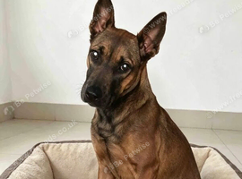 Belgian Shepherd Female