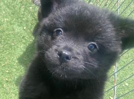 French spitz