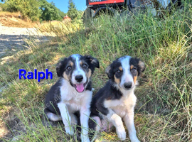 Beautiful Border Collie Pup