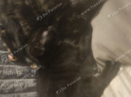 I have 2 female half bengal cats for sale ready to leave now