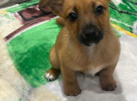 Short legged Jack Russel boy puppy