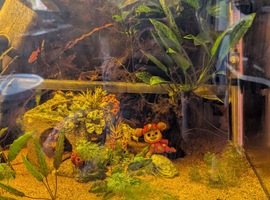 Fish tank and fish