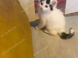 Ragdoll x British shorthair