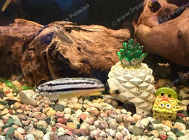 Golden mbuna