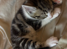 1 tabby and white female kitten ready to go now