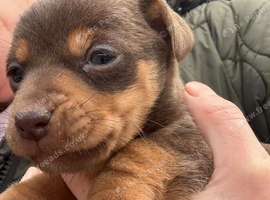 Mini Jack Russell puppies various colours