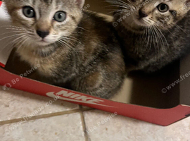 Tabby boy kittens for sale