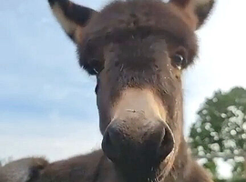 Brown colt foal