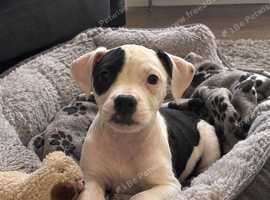 Female Staffy cross bulldog puppy
