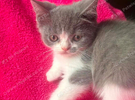 3 Males kittens